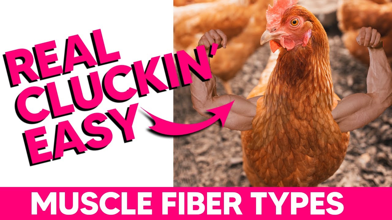 Muscle Fiber Types I, IIa, IIx (Super Easy Mnemonics)