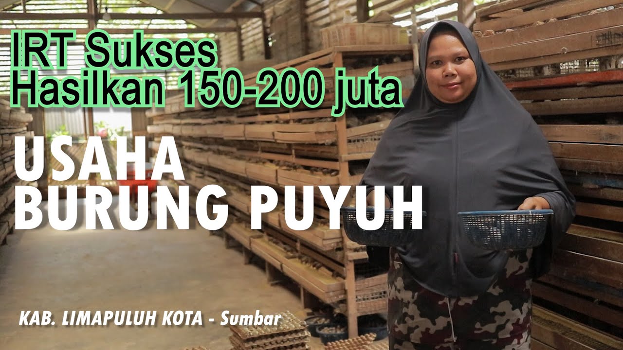 IRT Sukses dengan Omset 150 sampai 200 juta perbulan Usaha TERNAK PUYUH di Andiang