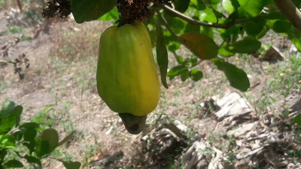 17 de janeiro de 2026