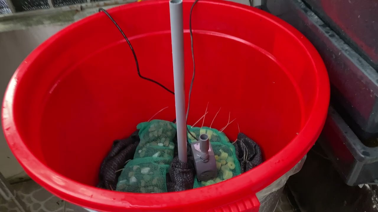 Chế lọc thùng tách phân cho hồ koi nhà phố | bể composit 600l nuôi cá koi nước cực trong sạch