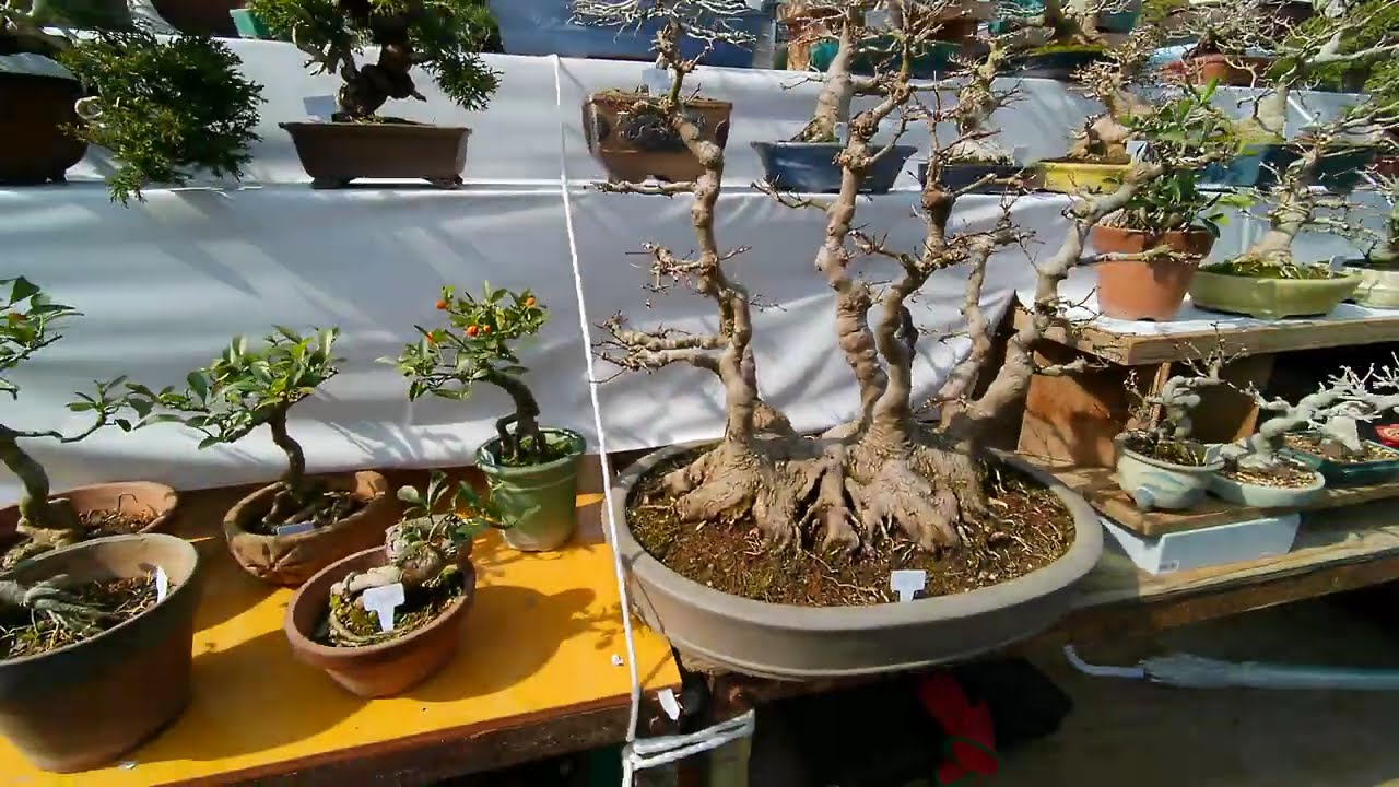 ＢＯＮＳＡＩ　盆栽　国風盆栽展関連