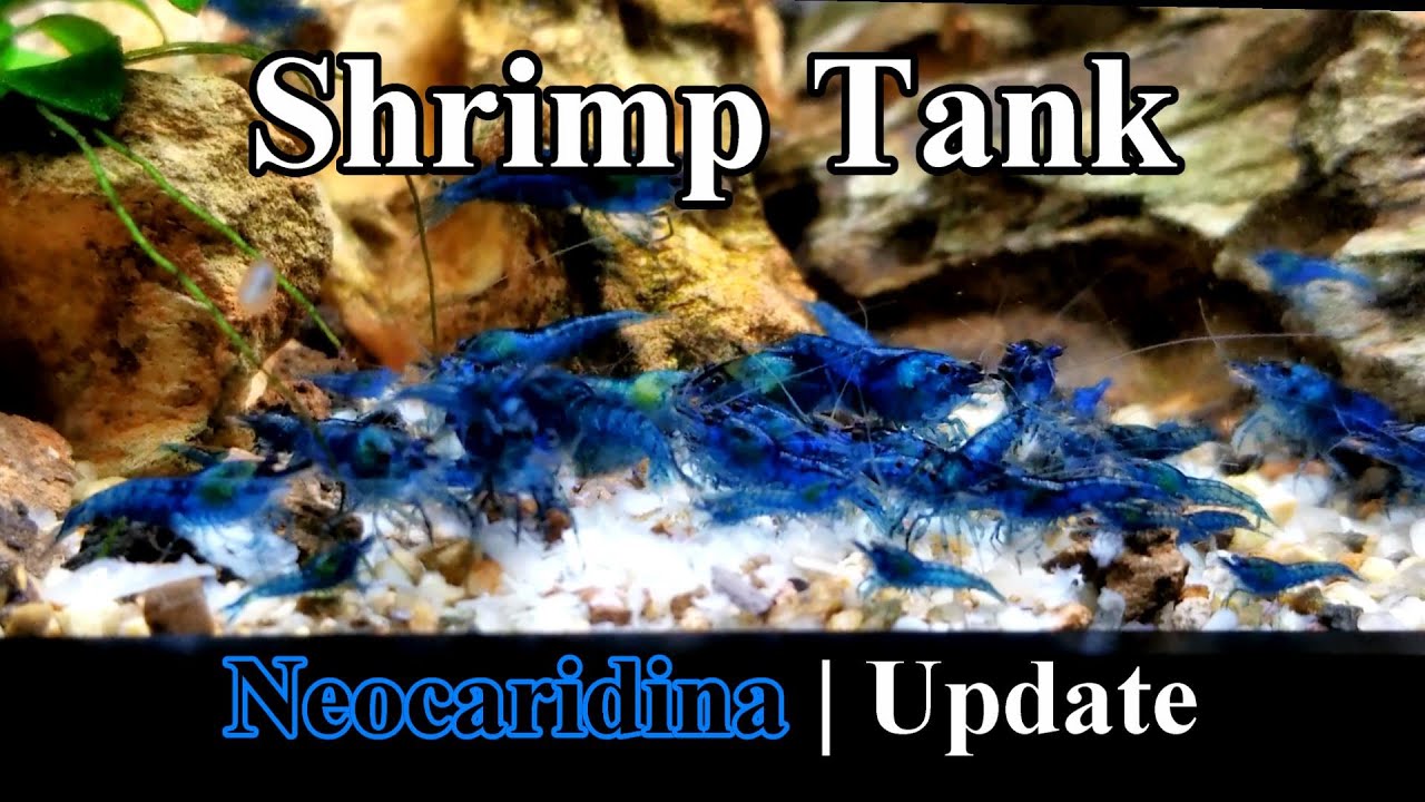 Shrimp Tank | Neocaridina | Update | Aquarium