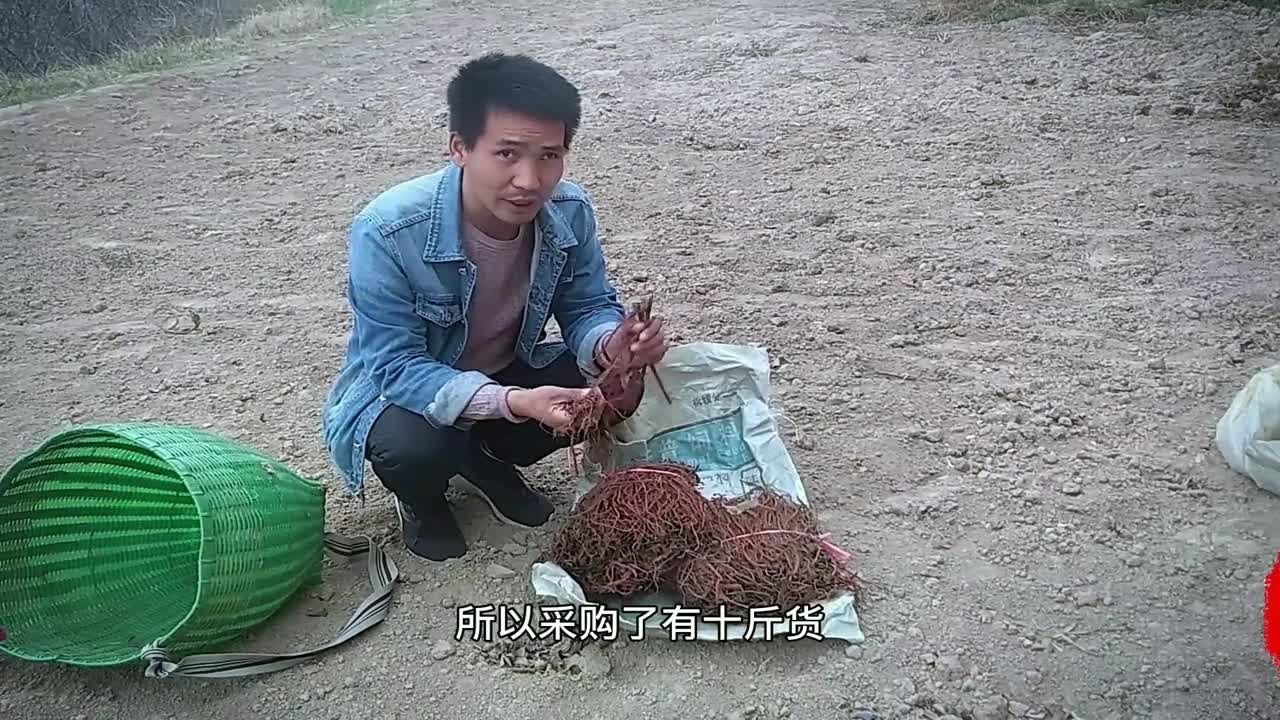最近迷恋上了试验田，高海拔地区试种丹参，争做下一个农村万元户