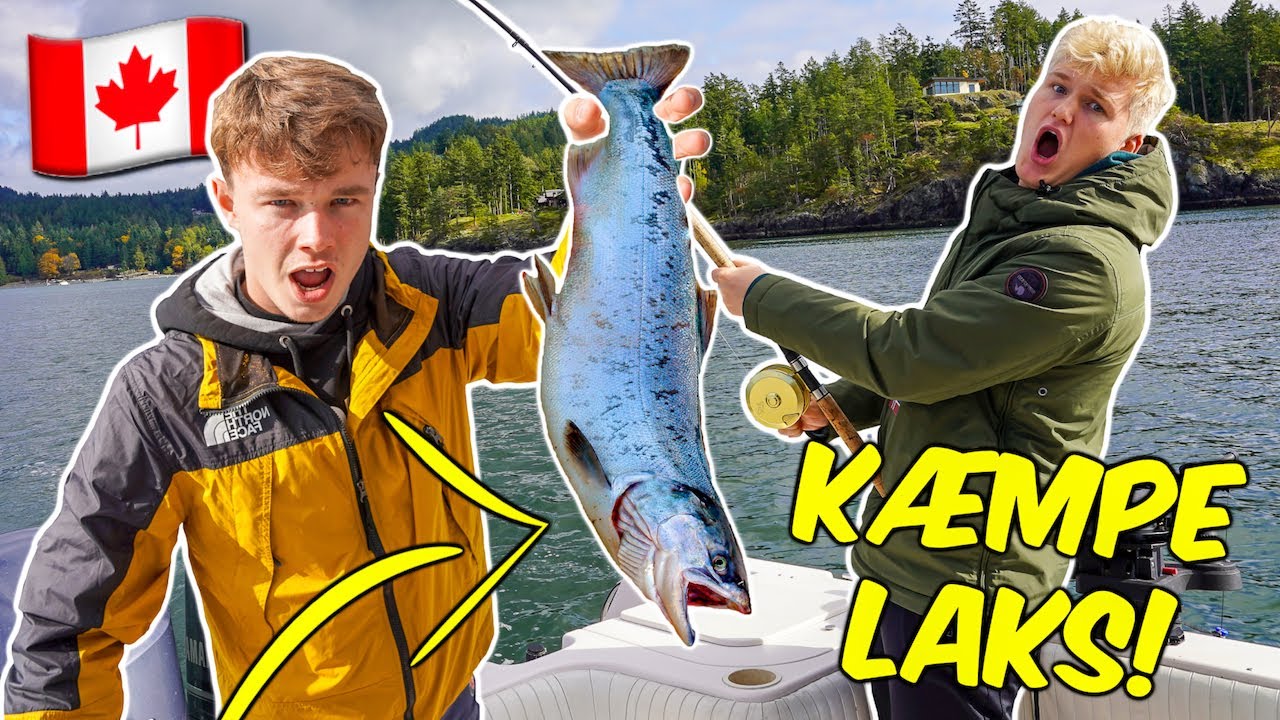 FANGER KÆMPE LAKS I CANADA!
