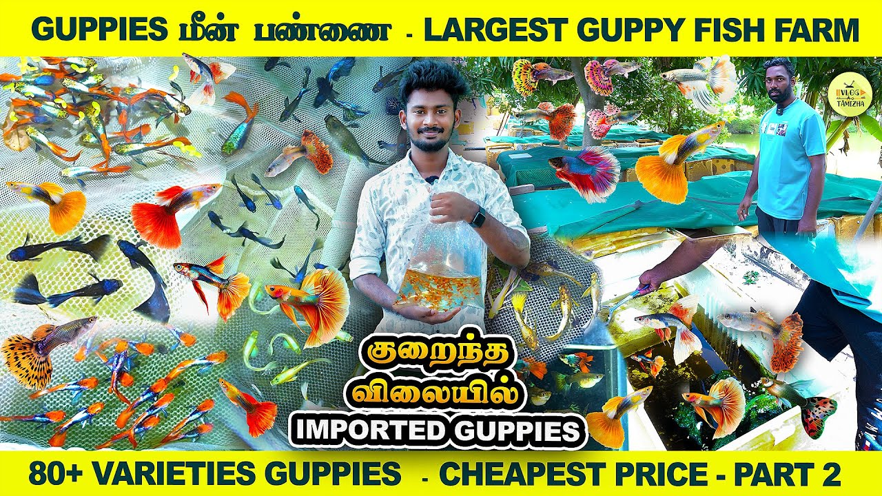குறைந்த விலையில் Exotic Guppy Fish | Cheapest Price | Naina guppies Farm Tamil | Part 2 VlogTamizha