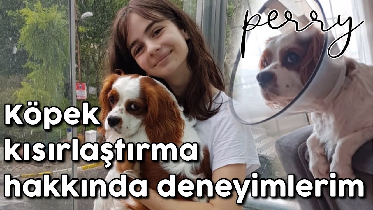 PERRY’NİN KISIRLAŞTIRMA SÜRECİ - Cavalier King Charles Köpek Kısırlaştırma