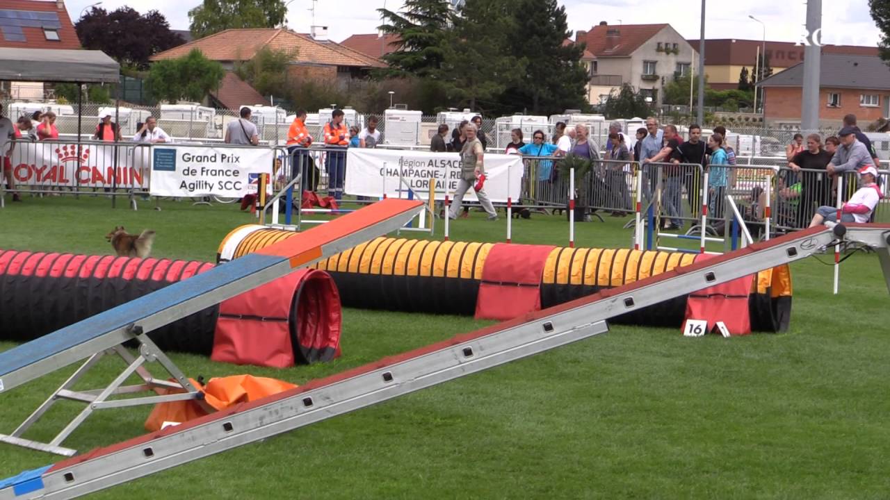 Grand prix de France d'agility St Martin sur le pré (Marne) 2-3 juillet 2016