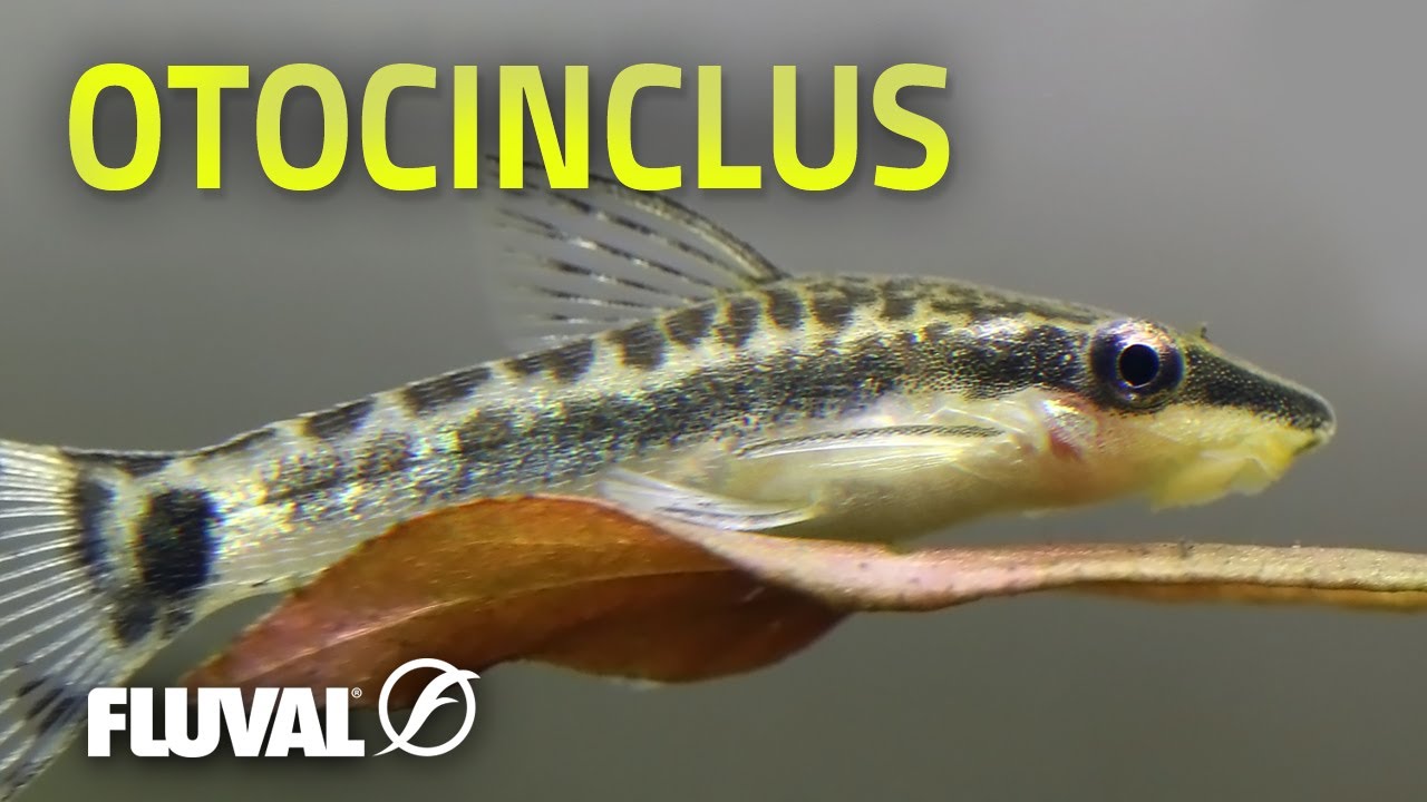 В центре внимания виды | Otocinclus