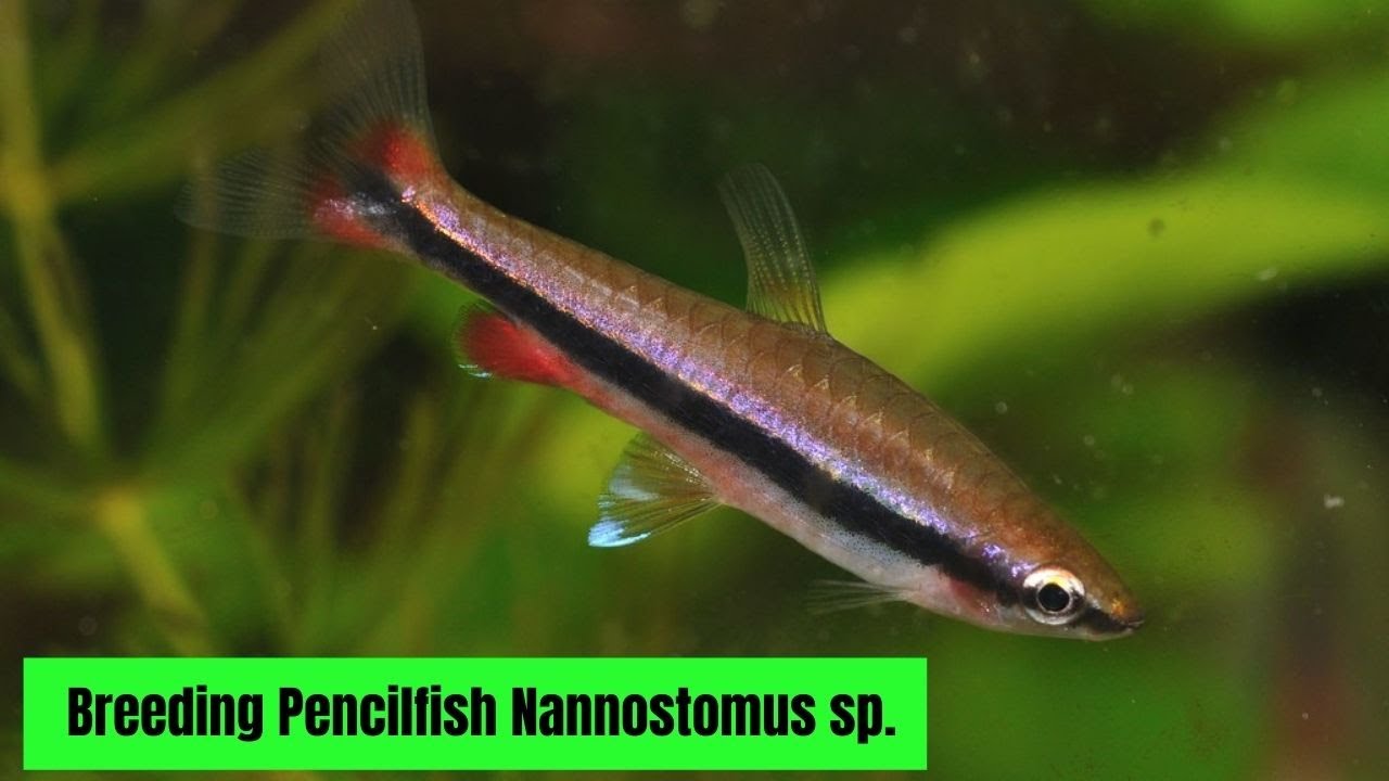 Breeding Pencilfish Nannostomus sp.