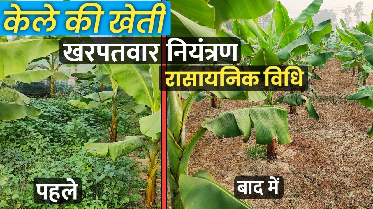 केले की खेती रासायनिक विधि से खरपतवार नियंत्रण //kele ki kheti //banana farming // Smart Kisan