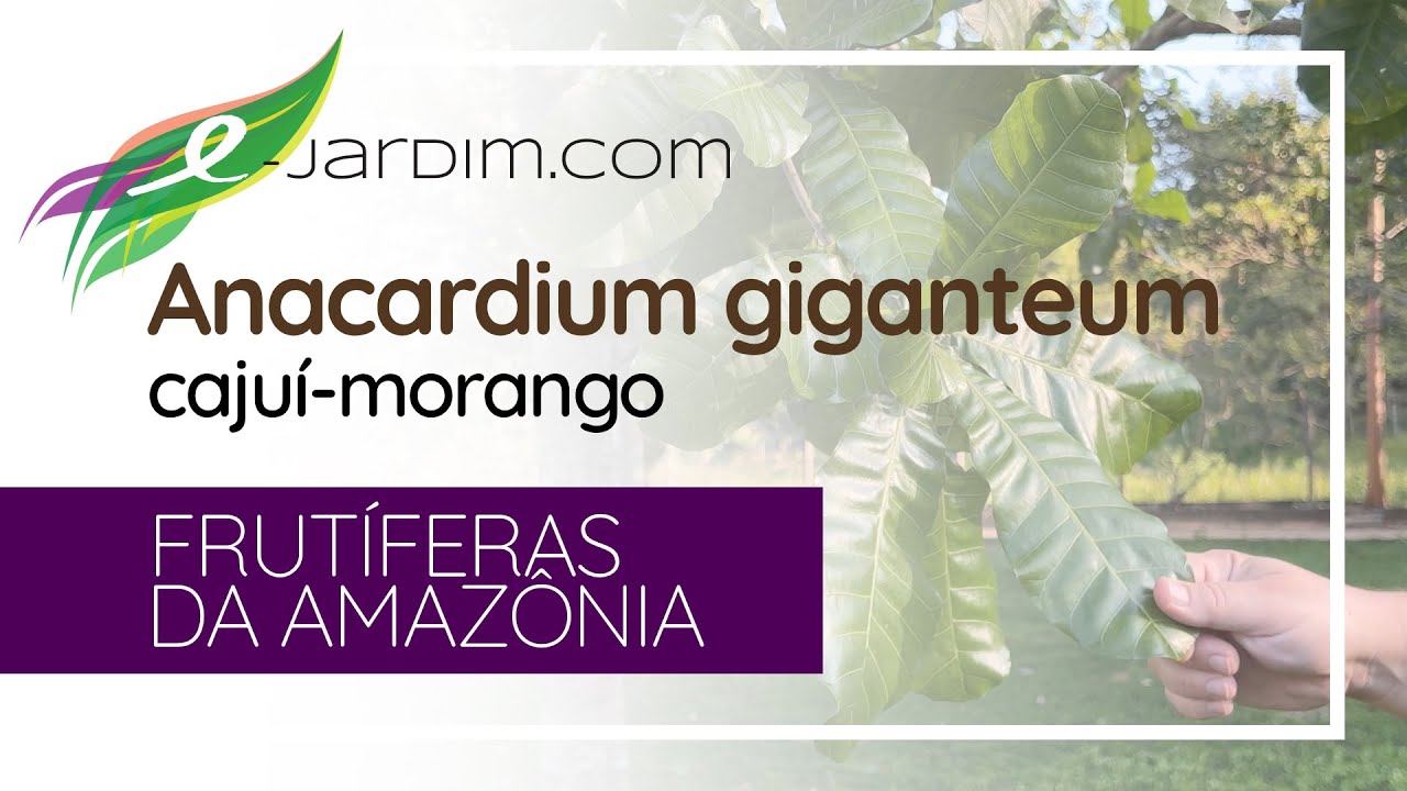Anacardium giganteum / cajuí-morango ou caju-de-polpa-vermelha | Frutíferas da Amazônia