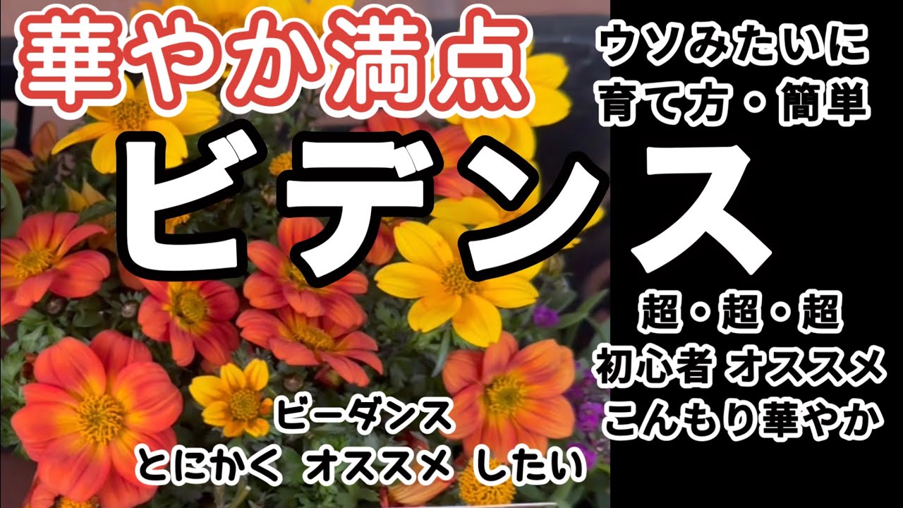 【ビデンスの育て方】【冬越しビーダンス】ビデンス寄植え・切り戻し