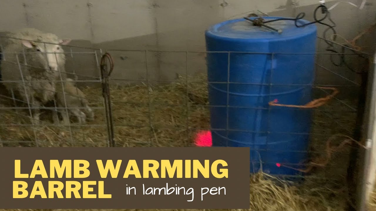 Heated Barrel for Lambs.  We used a barrel and added a heat lamp to create a warming space.