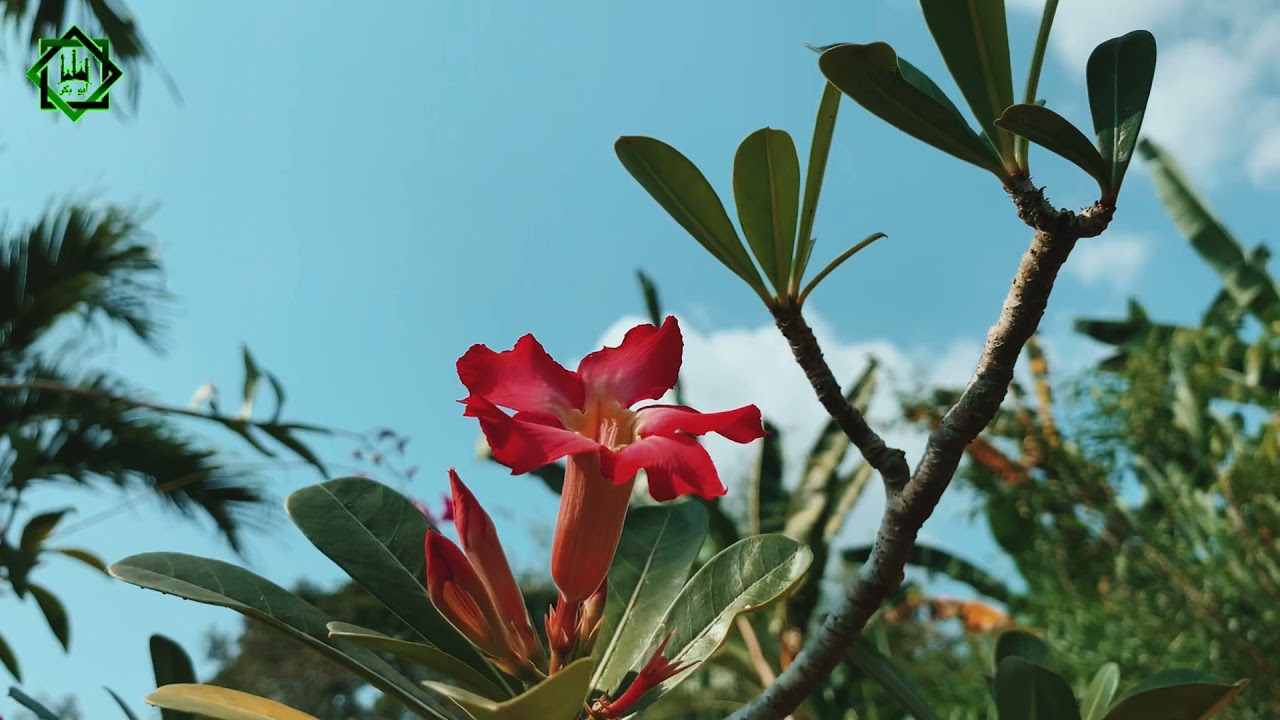 Cinematic Video Hari Raya Idul Fitri 1442H