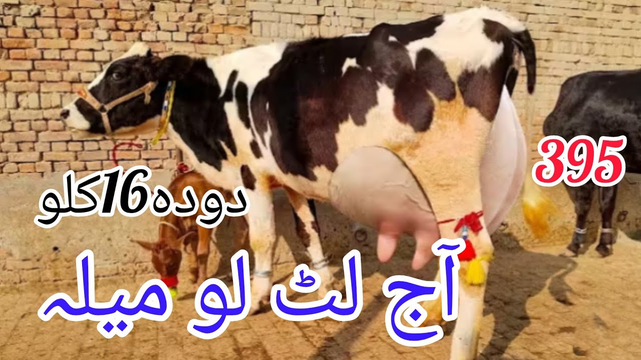 فریزین کراس تازہ سوئی گائے سیل آن پاکستان یوٹیوب ۔03051845466.=19.2.2026