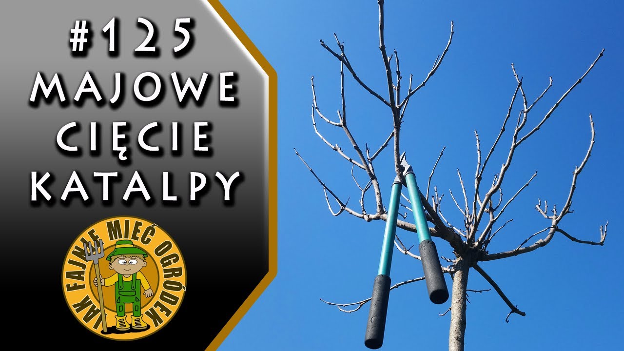 #125 Jak i kiedy ciąć katalpę?