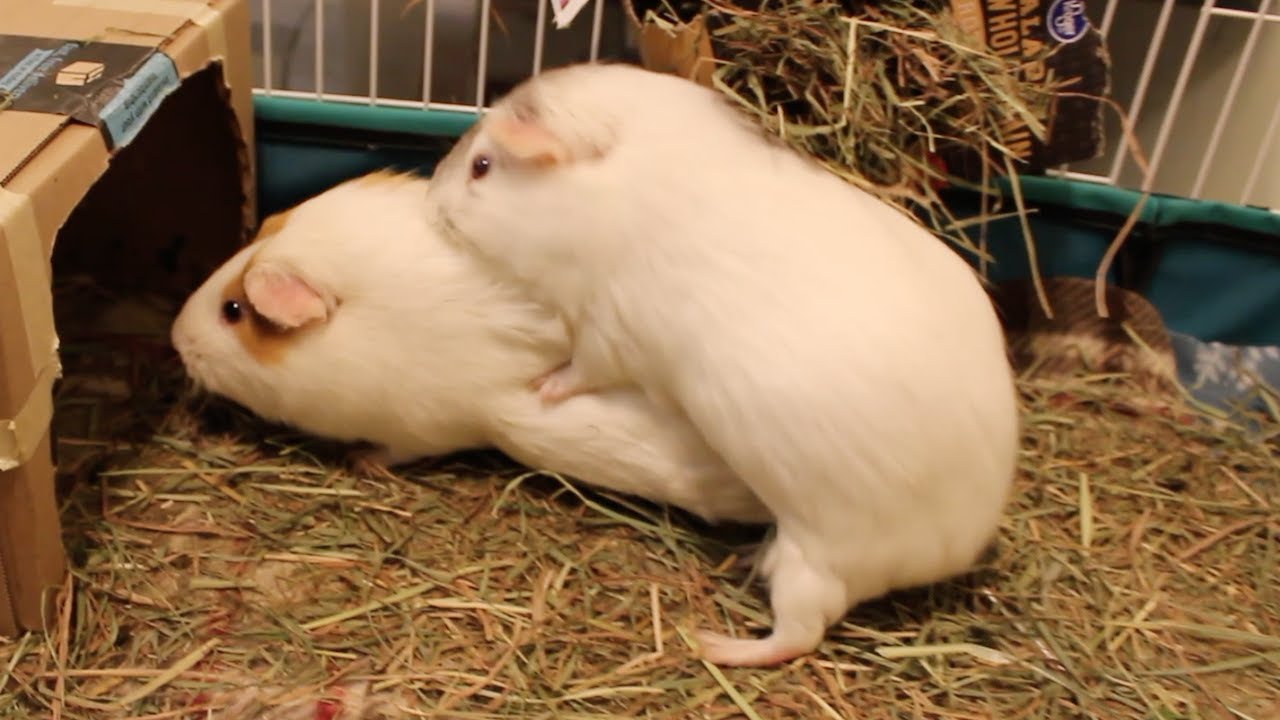 Guinea pig loves humping her friends