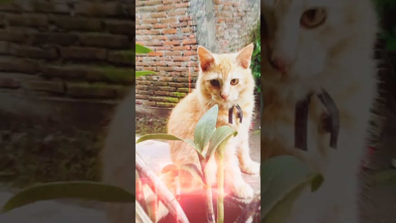 tetap sekali lagi Miu😺 si kucing extrovert kesayangan semua orang🤗 