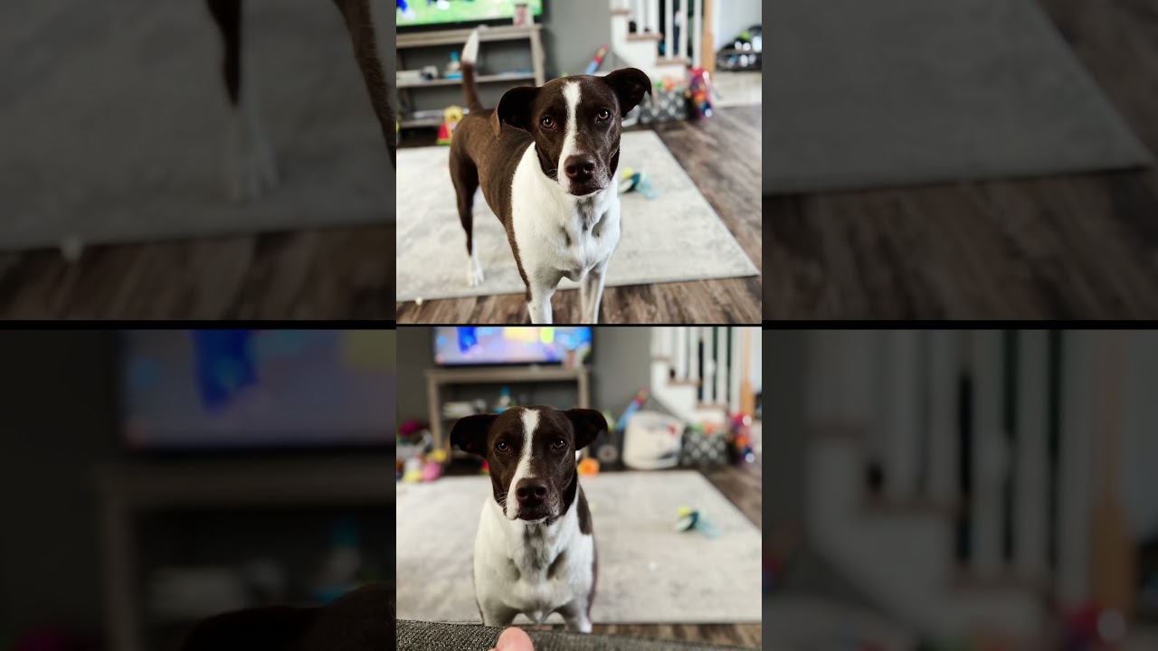 Pet friends 2021