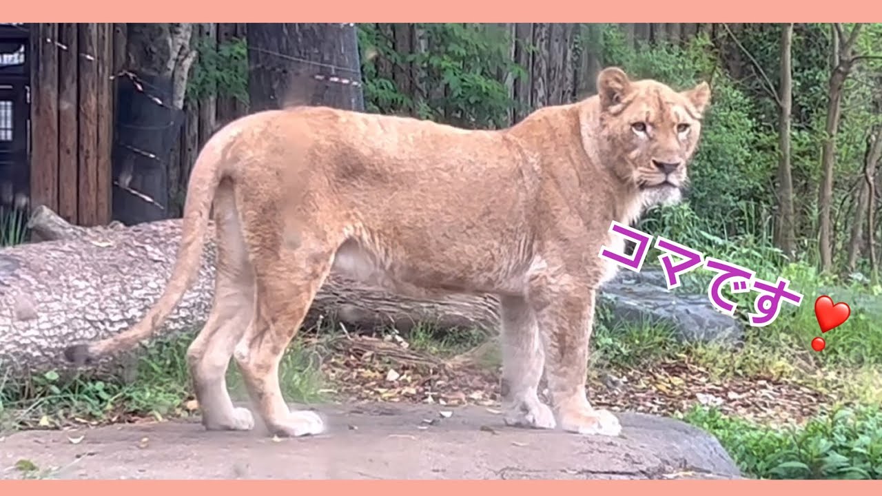 【到津の森公園】リアンの新しいお嫁さん、コマちゃんに会いに行って来ました！（4月20日）#ライオン#到津の森公園 