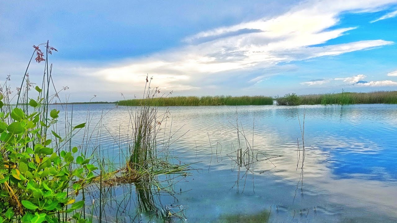 Umpan Lumut Mancing Nila Di Rawa