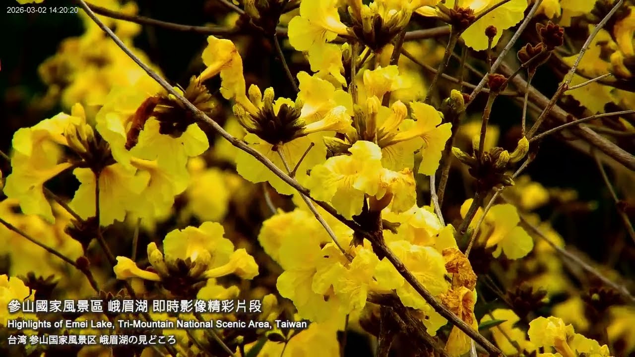 【參山美景】獅頭山峨眉湖 黃花風鈴木美景精華 (參山國家風景區管理處即時影像)