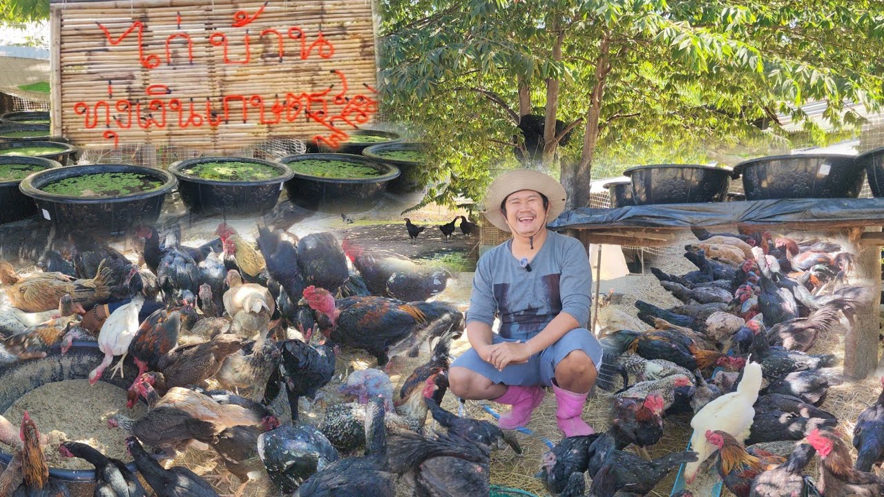 เริ่มจากไก่​บ้าน 10 ตัว​  มีเท่าไหร่ก็ไม่พอขาย... ตลาดกว้างมาก​ ตอบโจทย์​สุดๆ​