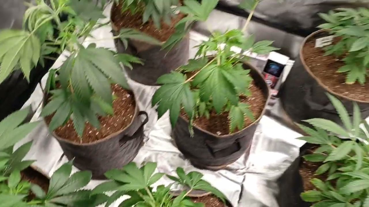 420 Ladies  are looking happy  come say hello 👋