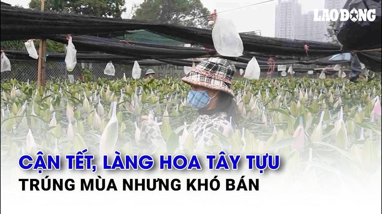 Cận Tết, làng hoa Tây Tựu trúng mùa nhưng khó bán | Báo Lao Động