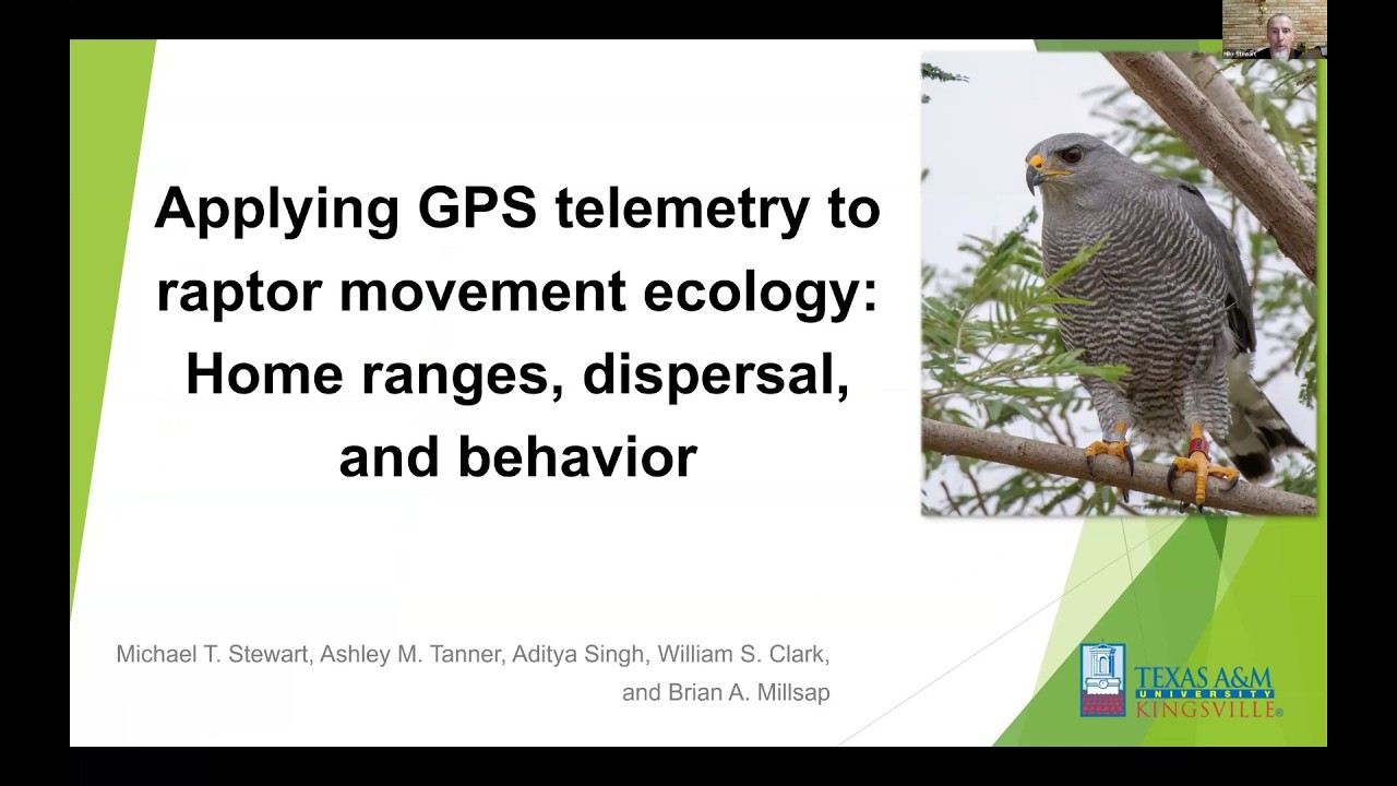 Applying GPS telemetry to raptor movement ecology: Home ranges, dispersal, and behavior