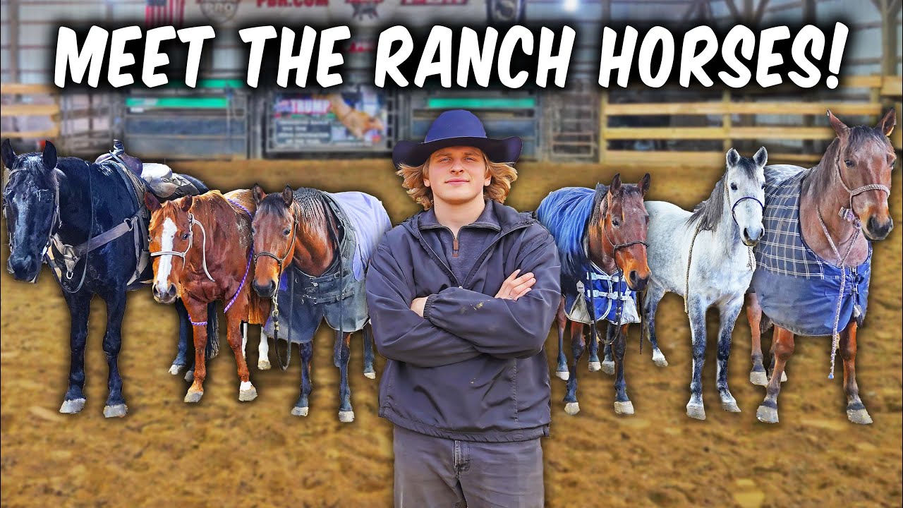 Showing EVERY Ranch Horse & How Our Ranch Started!