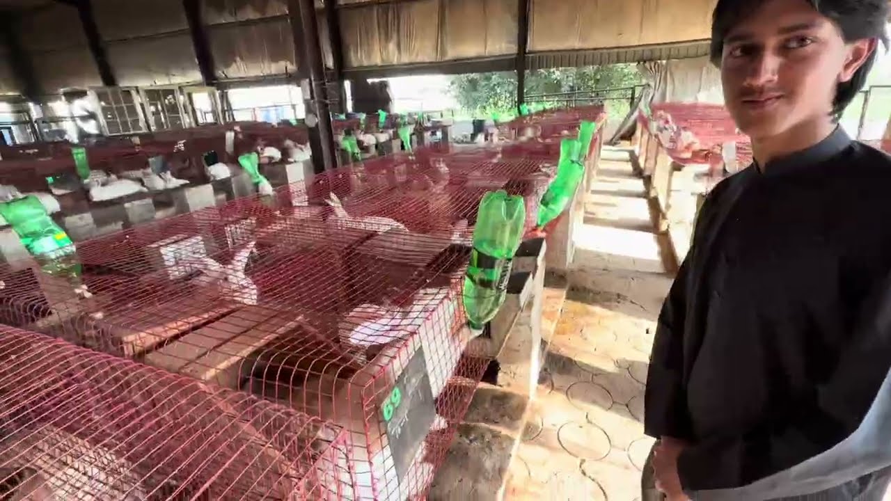 بکریوں کے بچے شروع! بھیڑیں، خرگوش، بٹیر سب ایک ساتھ | مکمل فارم اپڈیٹ 🐐🐇