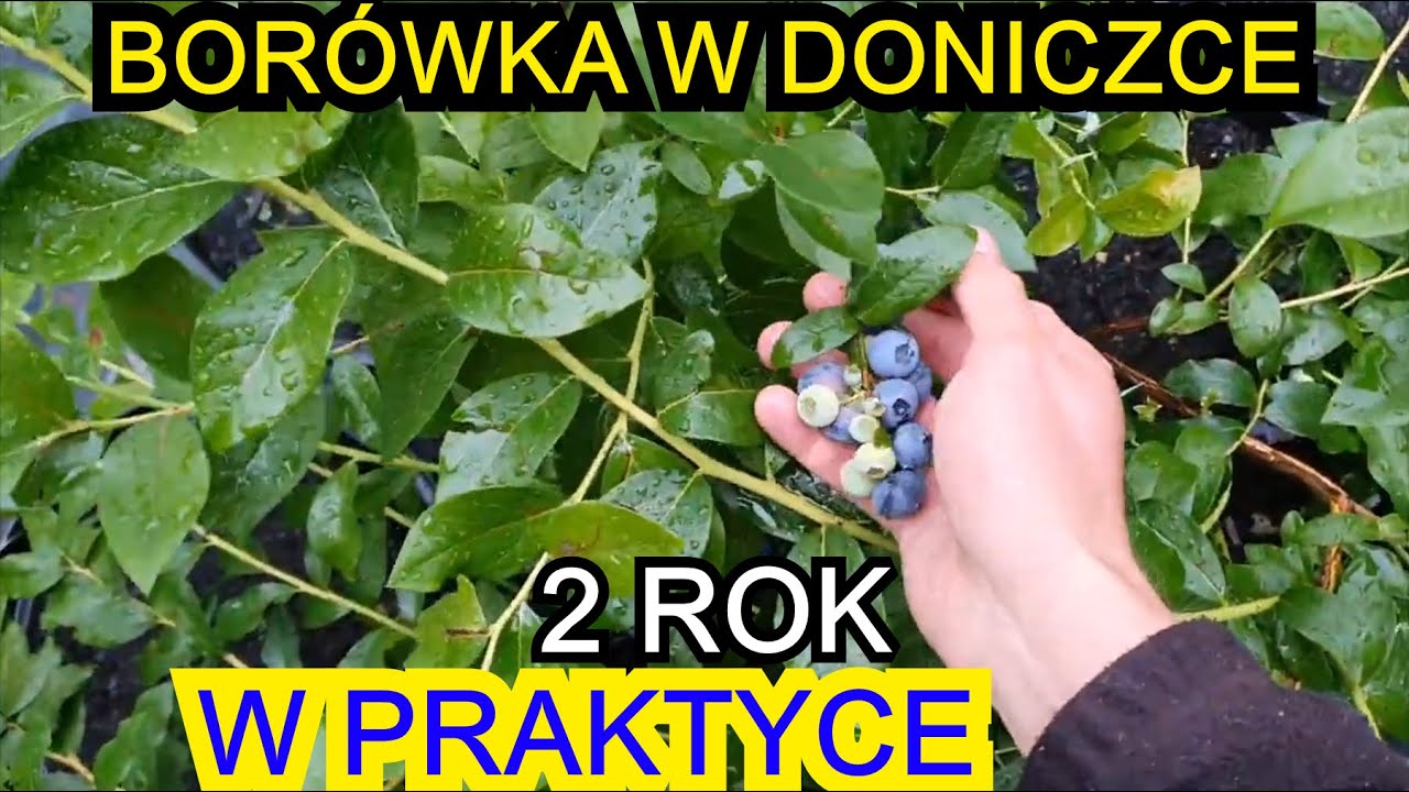 Uprawa Bor&oacute;wki w Doniczce - 2 rok uprawy W PRAKTYCE
