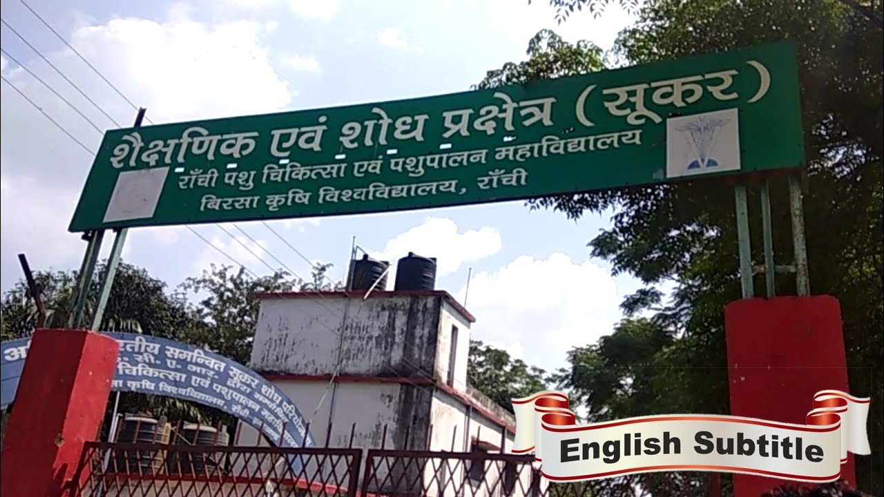 Visit to Govt. Pig Farm Ranchi, Jharkhand || Birsa Agriculture University - Ranchi ll Part -1