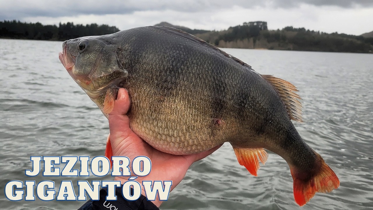 | OKONIE 50+ z JEZIORA GIGANT&Oacute;W | CZY WARTO JECHAĆ na PERCHZILLE? | Odc. 57