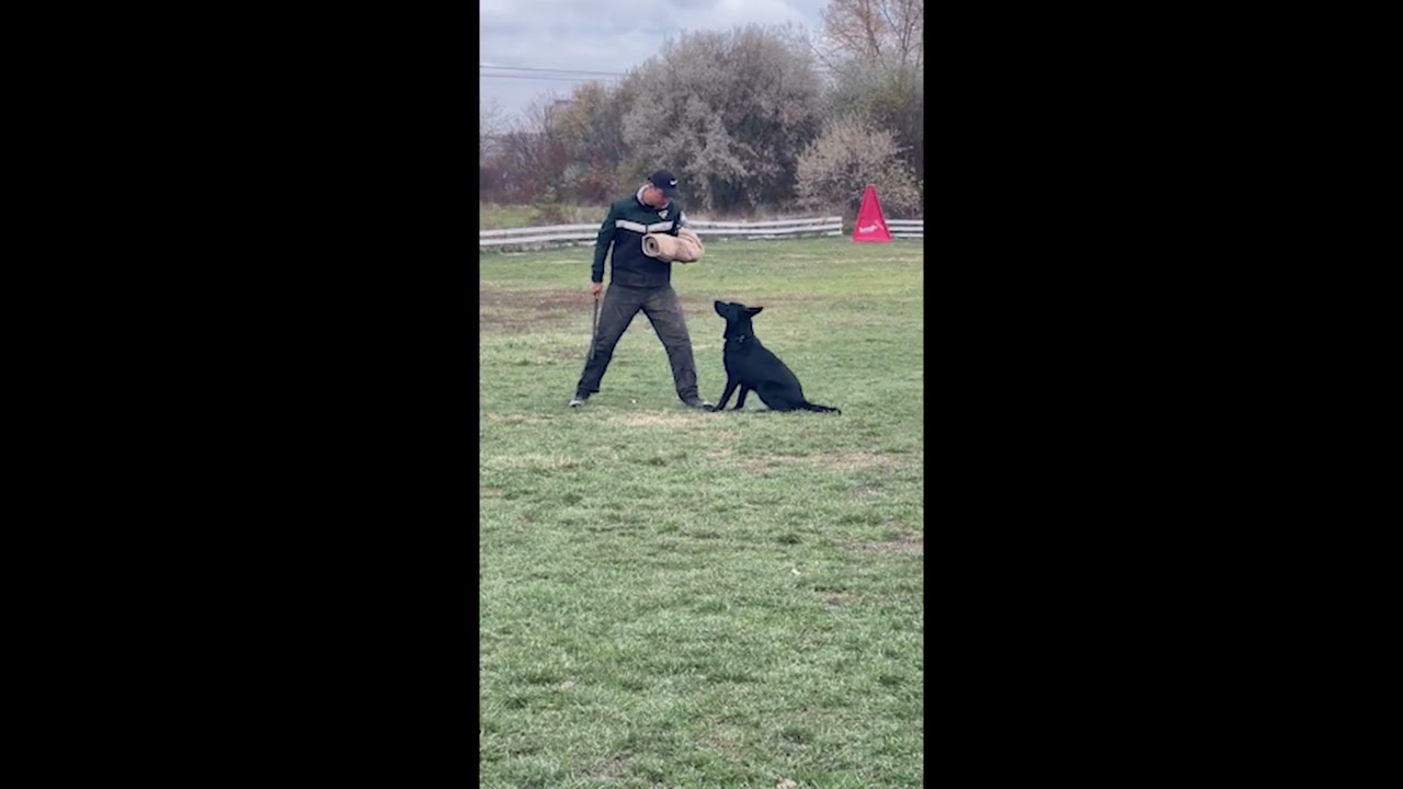 Gypsy IGP 1 C