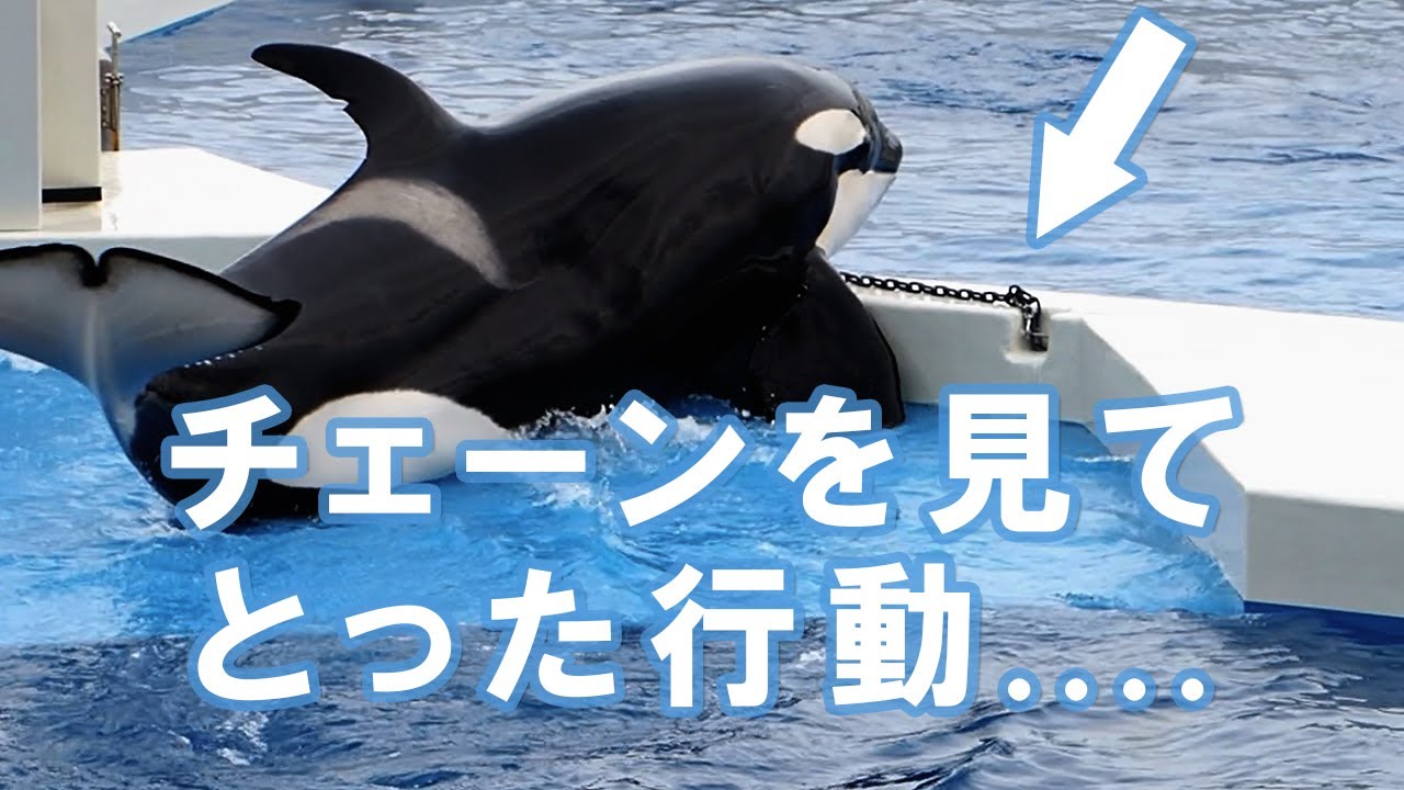 チェーンの存在に気が付いたシャチの対応