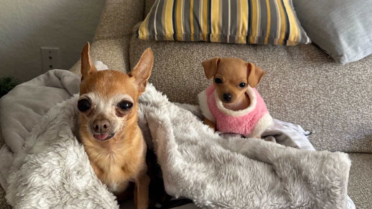 VLOG DE TEREZA CRISTINA, JUJU E PITUCA
