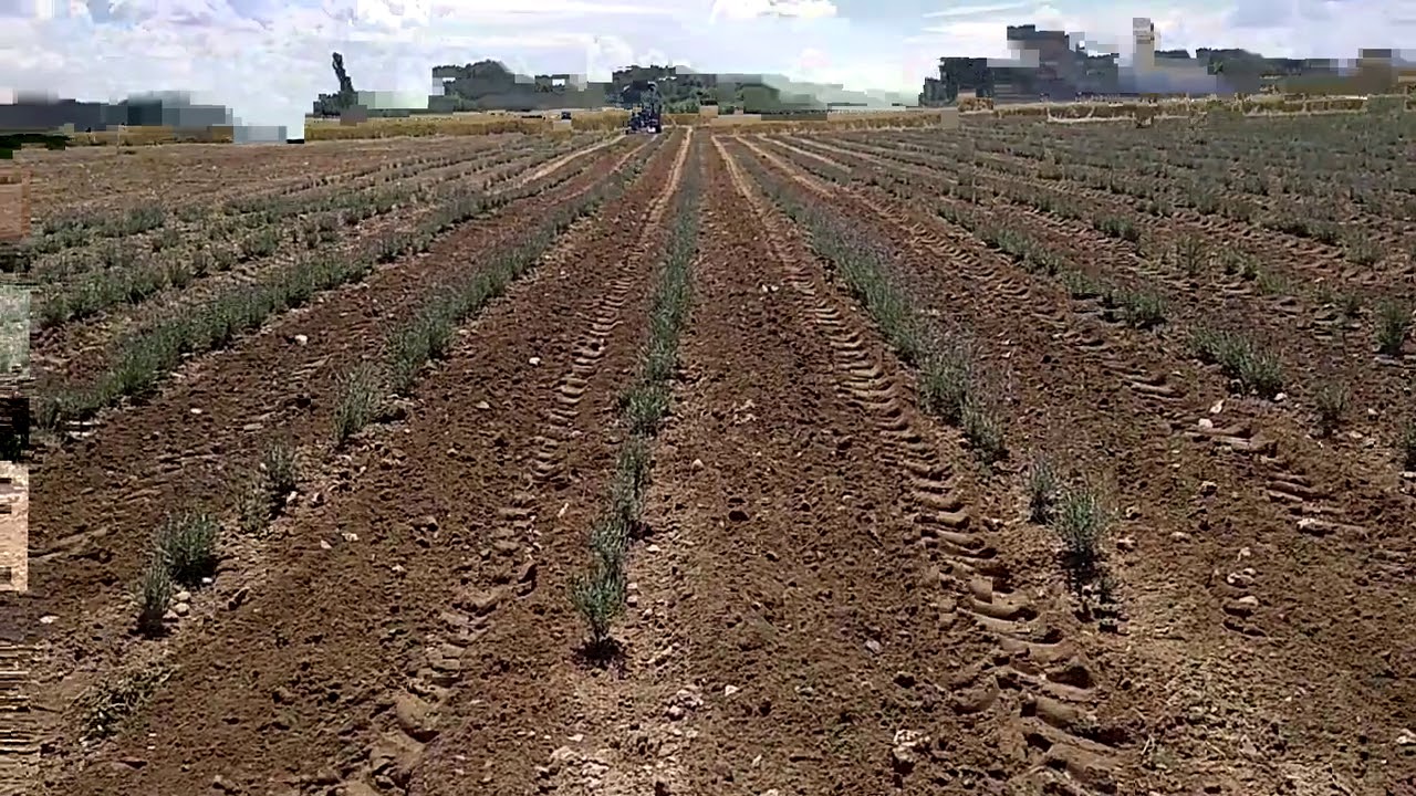 Lavanta ara çapa (lavander rotating cultivator)