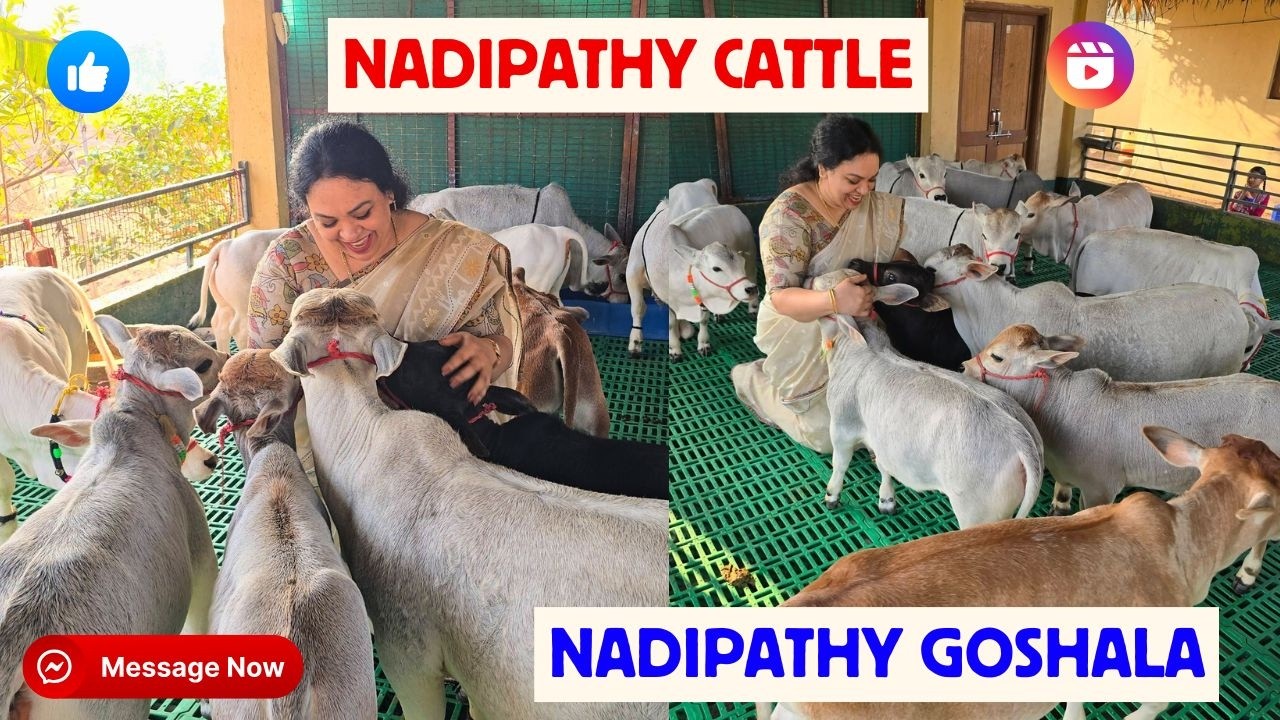 Dr. P. Krishnam Raju Created Breed | Nadipathy Goshala | #youtube #animals #cow #yt #cow #punganur