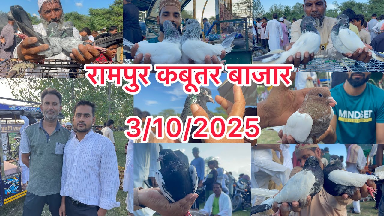 रामपुर कबूतर बाजार Rampur kabootar market Rampuri pigeon sale in Kolkata Today 3/10/2025