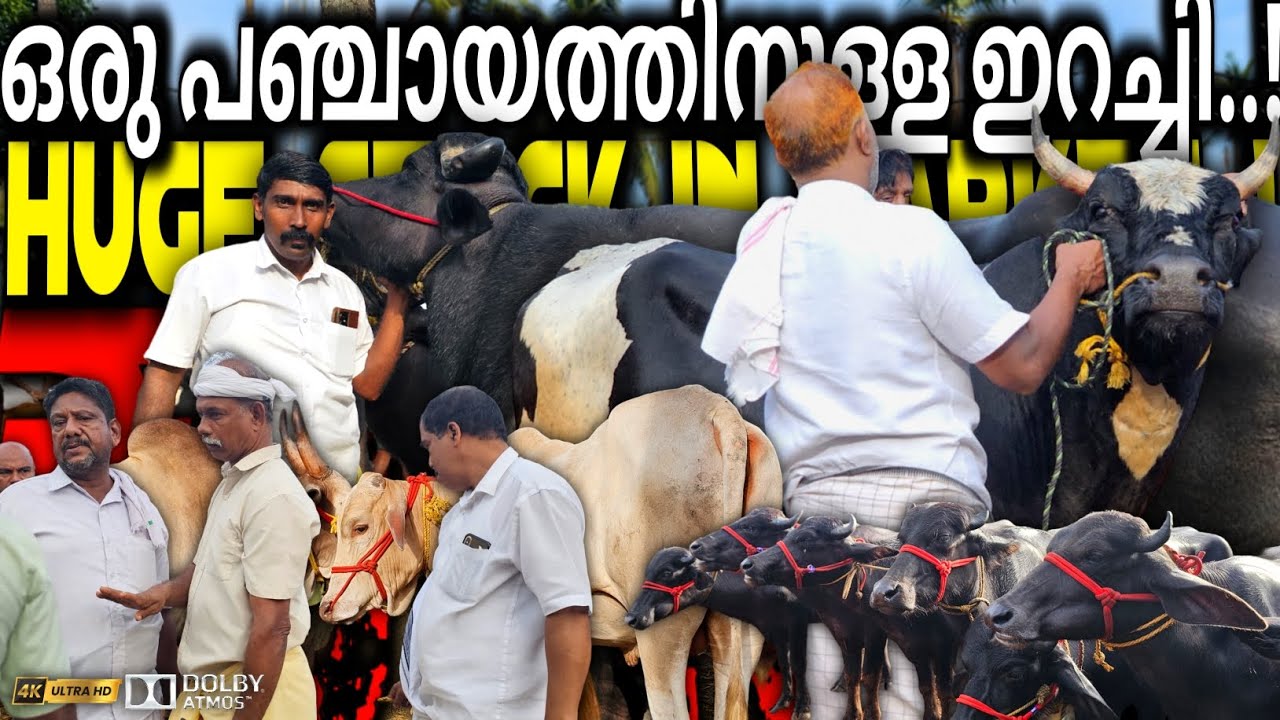 ✨ഒരു പഞ്ചായത്തിൽ കൊടുകാനുള്ള ഇറച്ചികിട്ടും😄! HUGE BUFFALO IN THE MARKET | Chattipparamba Chanda New