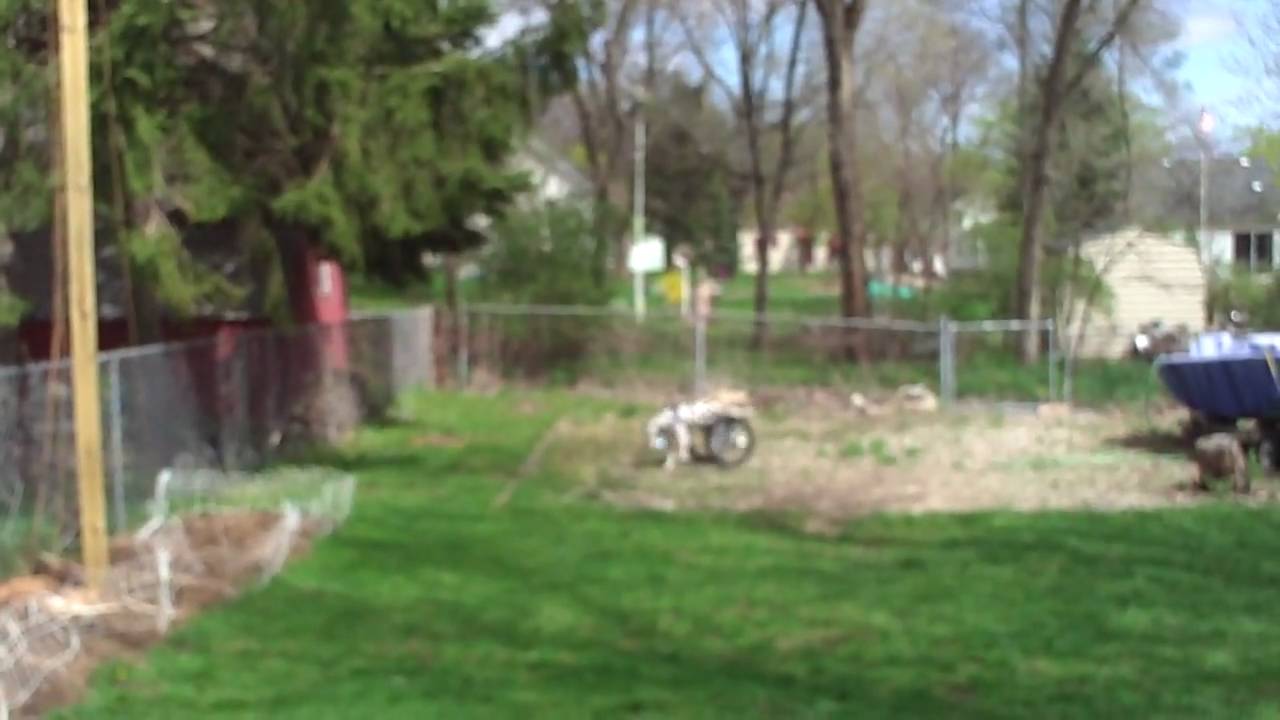 CJ the dalmatian in his Dwanecart wheelchair