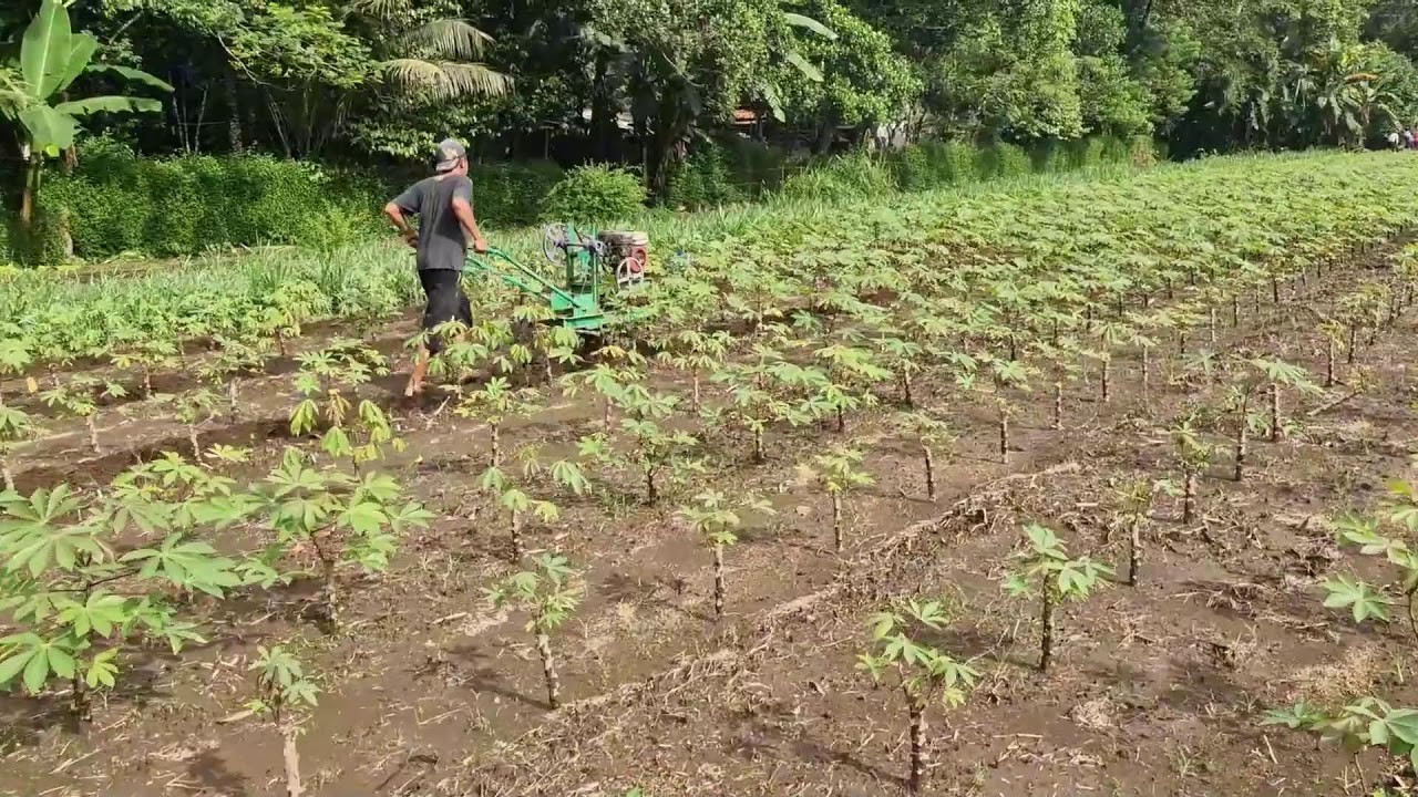 POWERFUL FARM MACHINE! MODERN TRACTOR MAKES CASSAVA FARMING MORE PROFITABLE! -agriculture techniques
