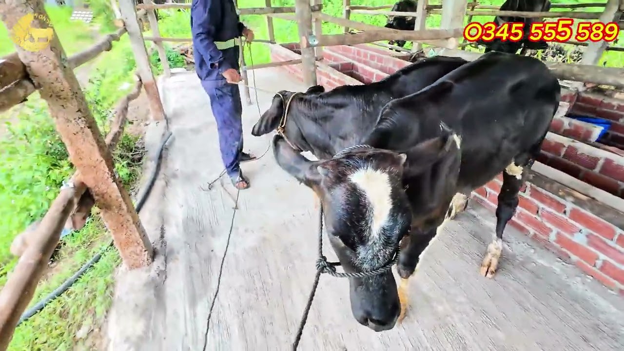 TỒN TV | VỀ PHÚ YÊN XE BÒ 3B ĐỀU ĐẸP CHO NHỮNG NGƯỜI THEO DÕI KÊNH LÂU NĂM