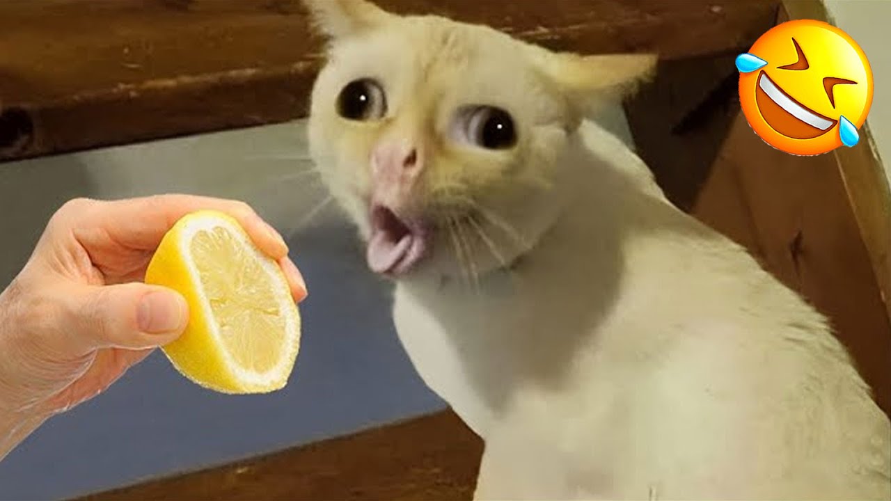 1 Hour of Very Funny Animals 😂 Funniest Cat & Dog Videos of 2025