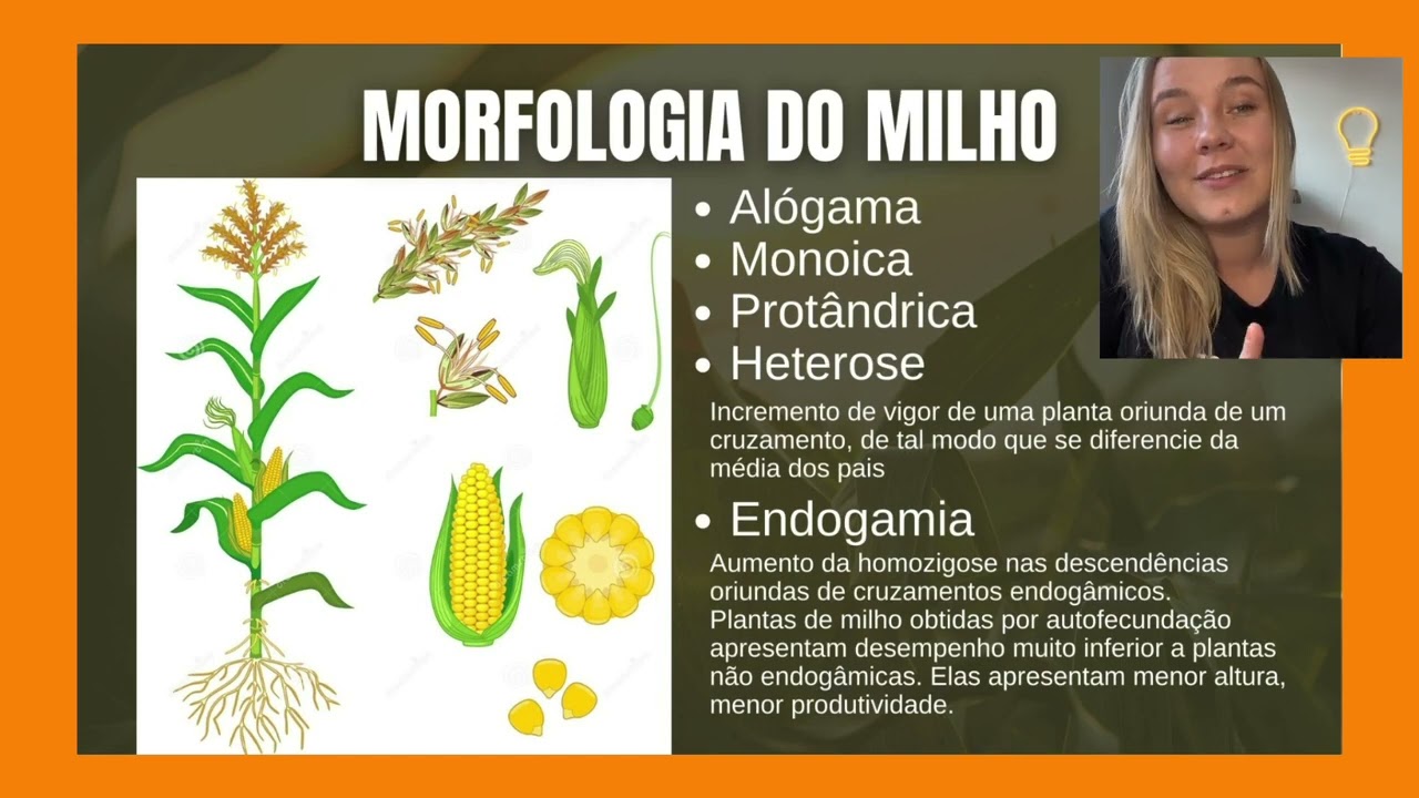 MELHORAMENTO GEN&Eacute;TICO DO MILHO | Zea mays | AGRONOMIA