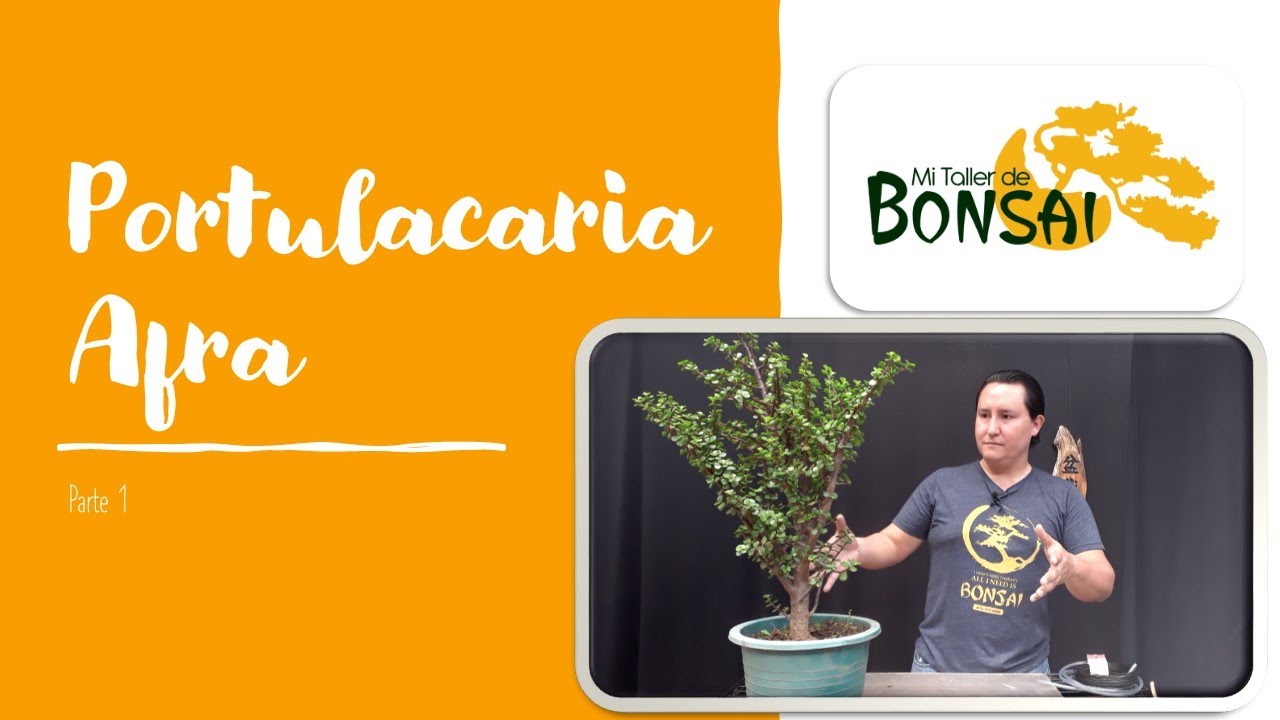 Portulacaria Afra bonsai, Parte 1