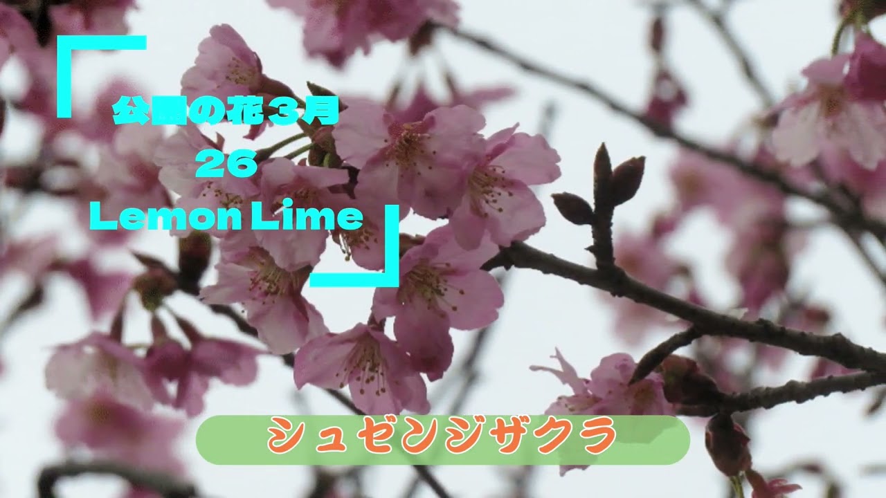 SHWKP公園動画とＢＧＭ公園の花３月26_21