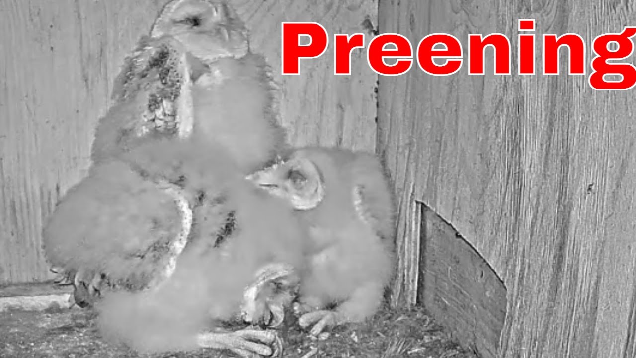 👀 Smallest Owl Nestling Grooms Its Sibling 🦉